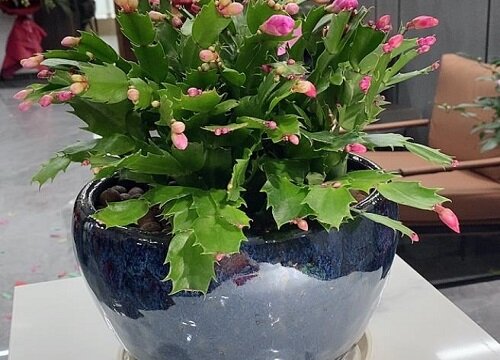 蟹爪兰适合大盆还是小盆