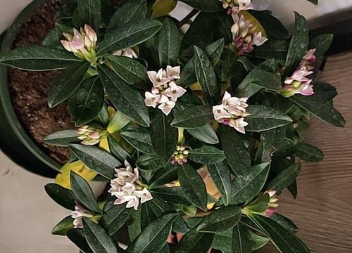 瑞香叶子下垂怎么办