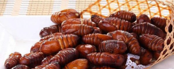 蝉蛹吃哪个部位