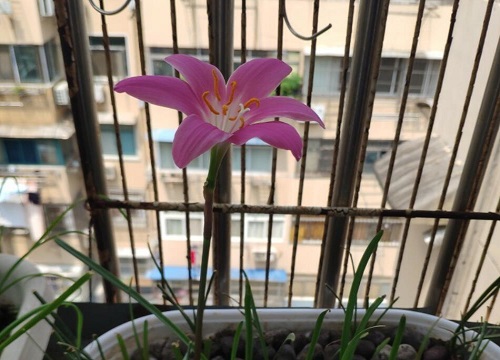 风雨兰适合什么季节种