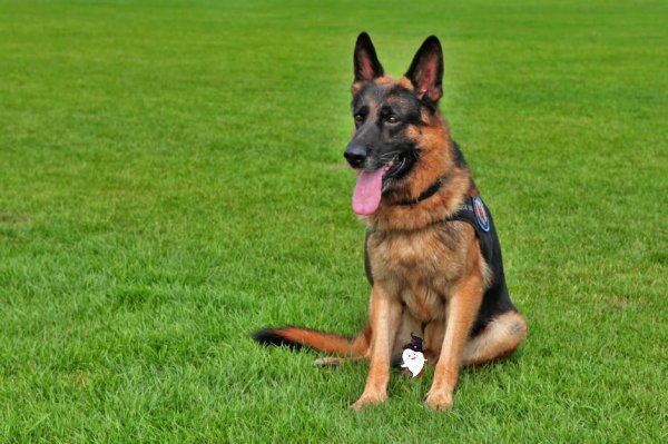 导盲犬一般是什么品种