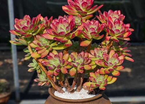 什么多肉植物最好养又好看又香