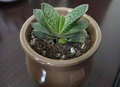 什么多肉植物最好养又好看又香