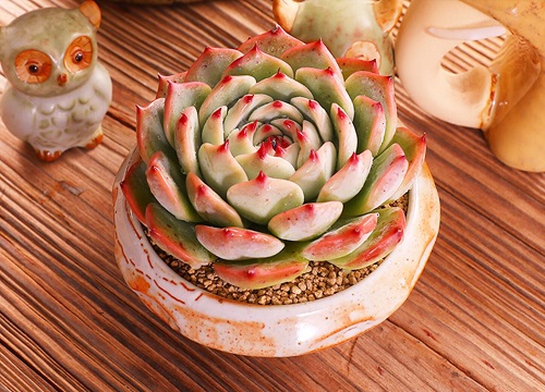 什么多肉植物最好养又好看又香