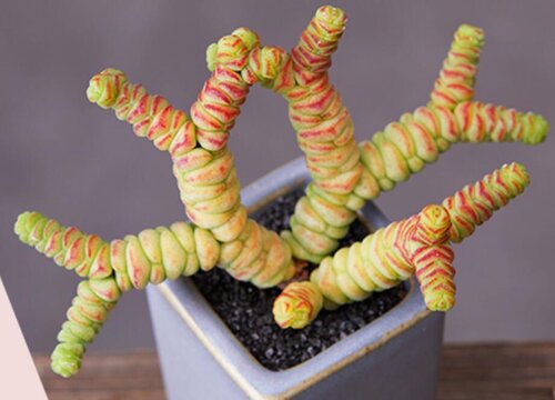 什么多肉植物最好养又好看又香