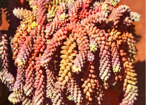 什么多肉植物最好养又好看又香