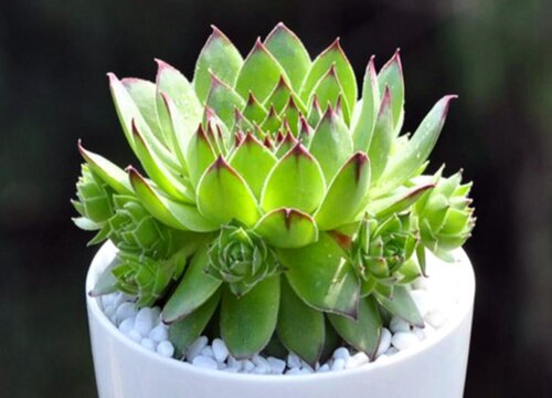 什么多肉植物最好养又好看又香