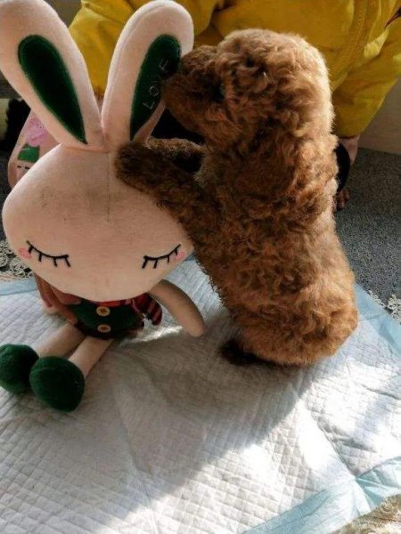 养狗需要做哪些方面的准备