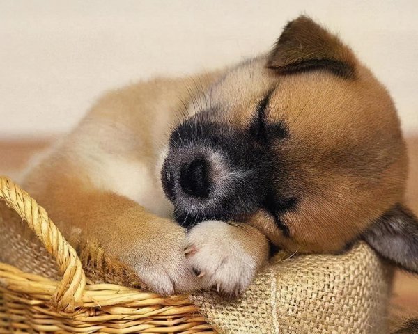 养狗需要做哪些方面的准备