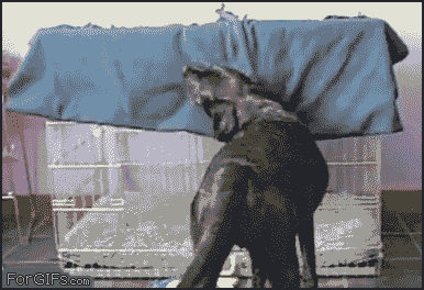 养狗需要做哪些方面的准备