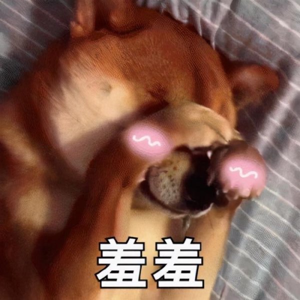 养狗需要做哪些方面的准备