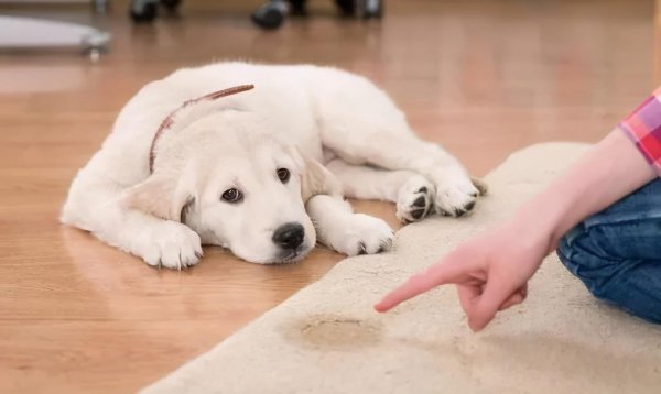 养狗需要做哪些方面的准备