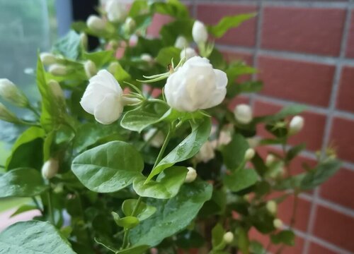 要想茉莉花开花多要如何养护