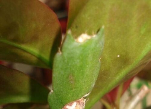 仙叶是什么植物