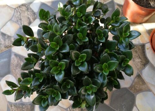 如何把金鱼吊兰养到开花爆棚