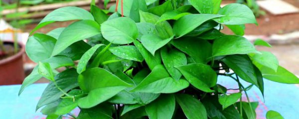 怎么让绿萝爆盆