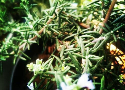 迷迭香多少钱一盆