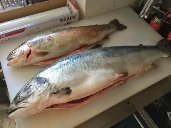 大西洋鲑鱼是三文鱼吗