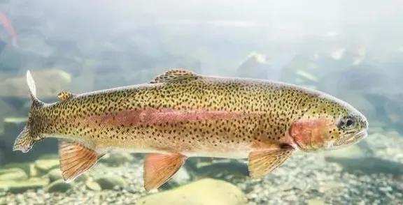 大西洋鲑鱼是三文鱼吗