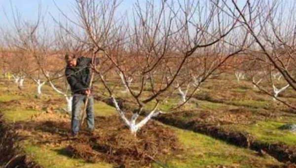 新栽果树树坑里怎样施底肥