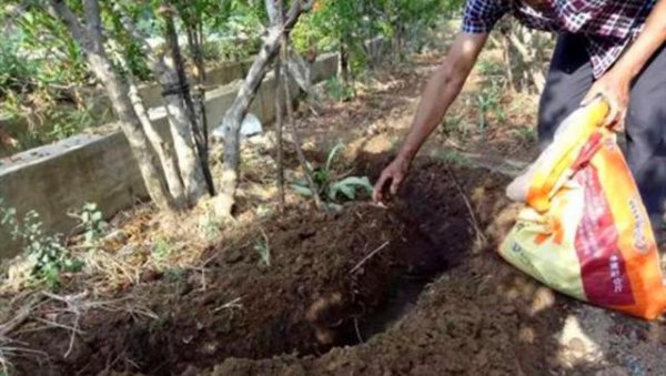 新栽果树树坑里怎样施底肥