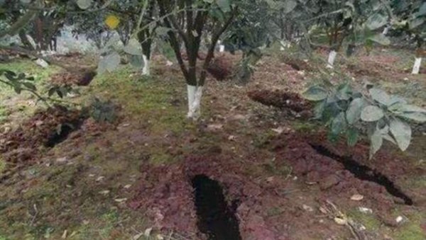 新栽果树树坑里怎样施底肥