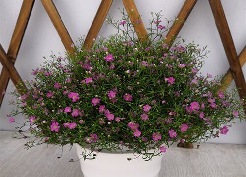 满天星的品质和精神