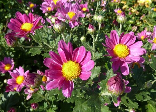 千头菊室外能越冬吗