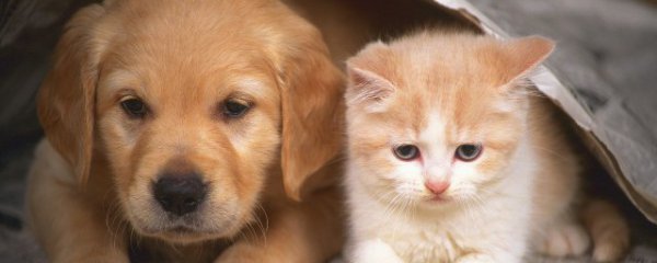 怎么培养猫活泼的性格