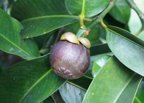 泰国盛产什么水果有名