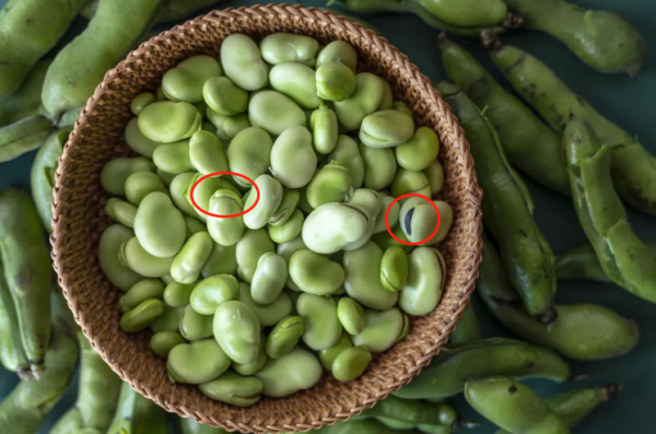 蚕豆怎样保鲜更持久一些