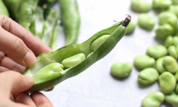蚕豆怎样保鲜更持久一些