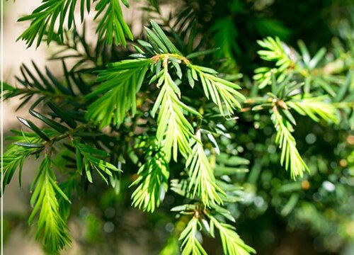 红豆杉人工授粉方法