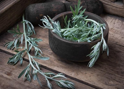 艾草长什么样子图片