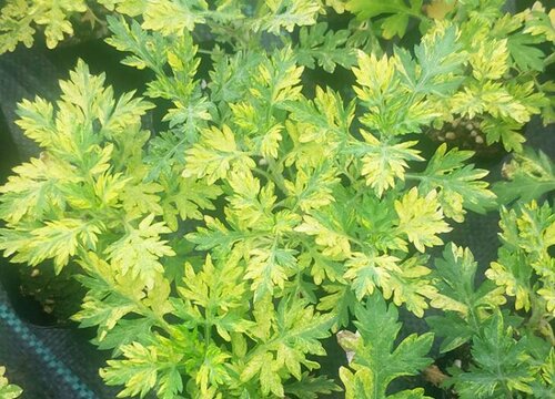 艾草长什么样子图片