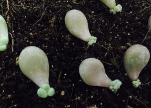 叶插多肉植物怎么养才能活