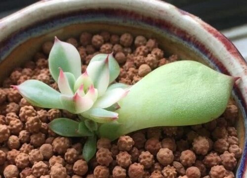 叶插多肉植物怎么养才能活