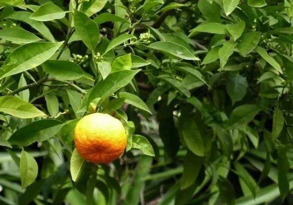 宜昌特产有哪些土特产