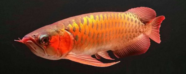 招财金龙摆放禁忌