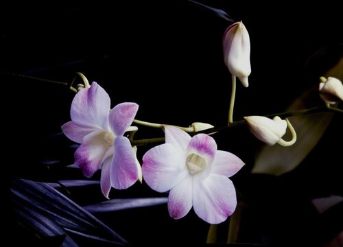 墨兰什么季节开花