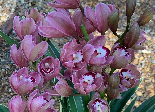 墨兰什么季节开花