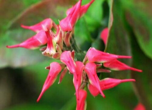 琴叶珊瑚花期是什么时候