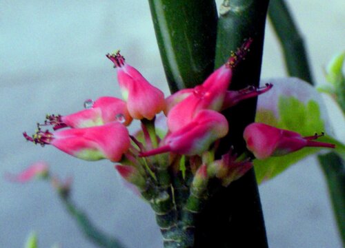 琴叶珊瑚花期是什么时候