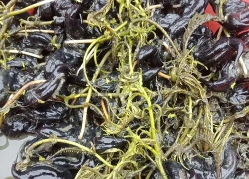 菱角怎么发芽快