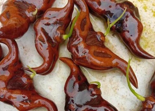 菱角怎么发芽快