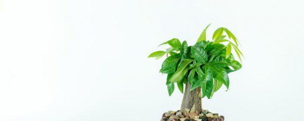 招财植物摆放禁忌