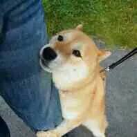 淘宝直通车是什么意思