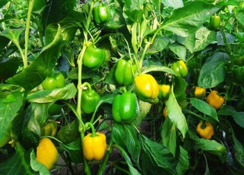 甜椒什么时候剪枝最好