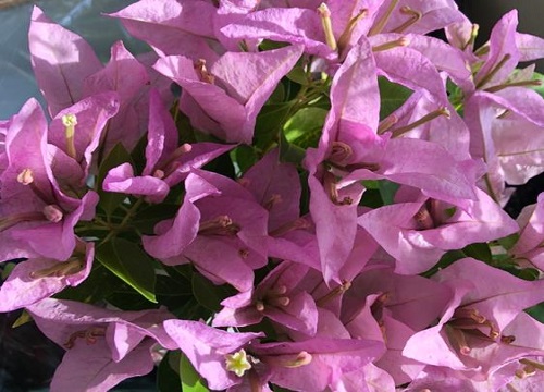 三角梅在夏天应该怎样管理