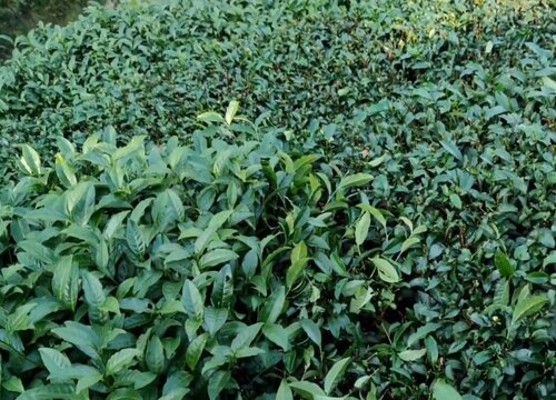 茶树用什么肥料长得快